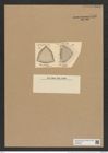 Triceratium robertsianum Grev. (de-Toni-Nr.: Genus 140, Species 3713) Zeichnungen Sammlung Grunow Nr. 7196 (NHMW-BOT-W0376182)